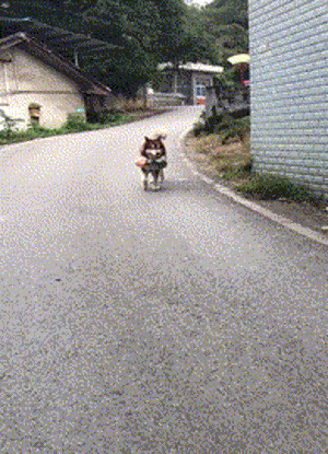 狗狗帮主人驮着东西回家