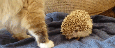 猫咪不小心撞到了刺猬，是什么东西扎到我了