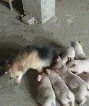 点图看详细