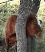 小牛儿不小心把自己的脖子卡在了树叉上，怎么跳也弄不出来