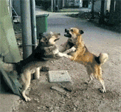 两狗相争，谁也不服谁，非要拼个你死我活