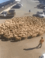 马路上像龙卷风一样的羊群，十分的壮观