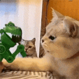 逗猫咪玩的小玩具，总是吃不到有点迷糊了