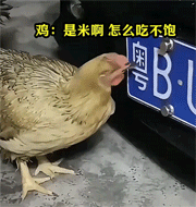 小鸡：这明明就是米啊，怎么就啄不到嘴里呢