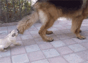 咬着大狗尾巴转圈圈的小狗，真是又菜又爱玩