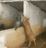 两头猪哥站起来打架，今天非要分出个胜负来