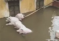 难得一遇的洪灾现场，猪哥也享受了一回泡澡