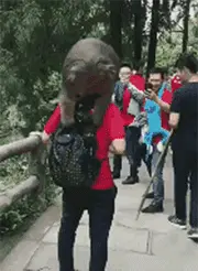 这只泼猴太放肆了，竟然跳到游客肩上翻包打劫