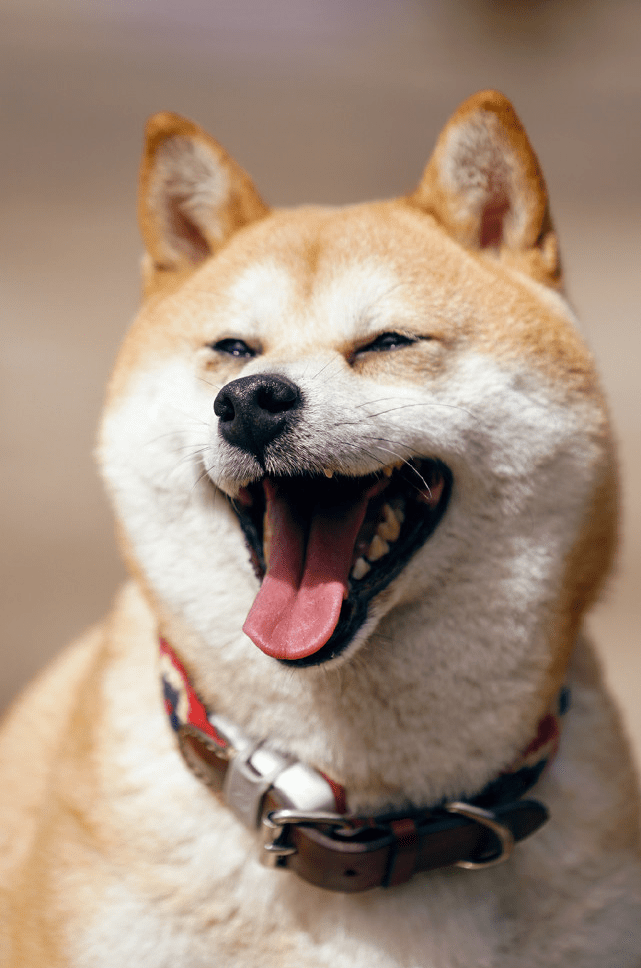 张大嘴巴憨笑的柴犬