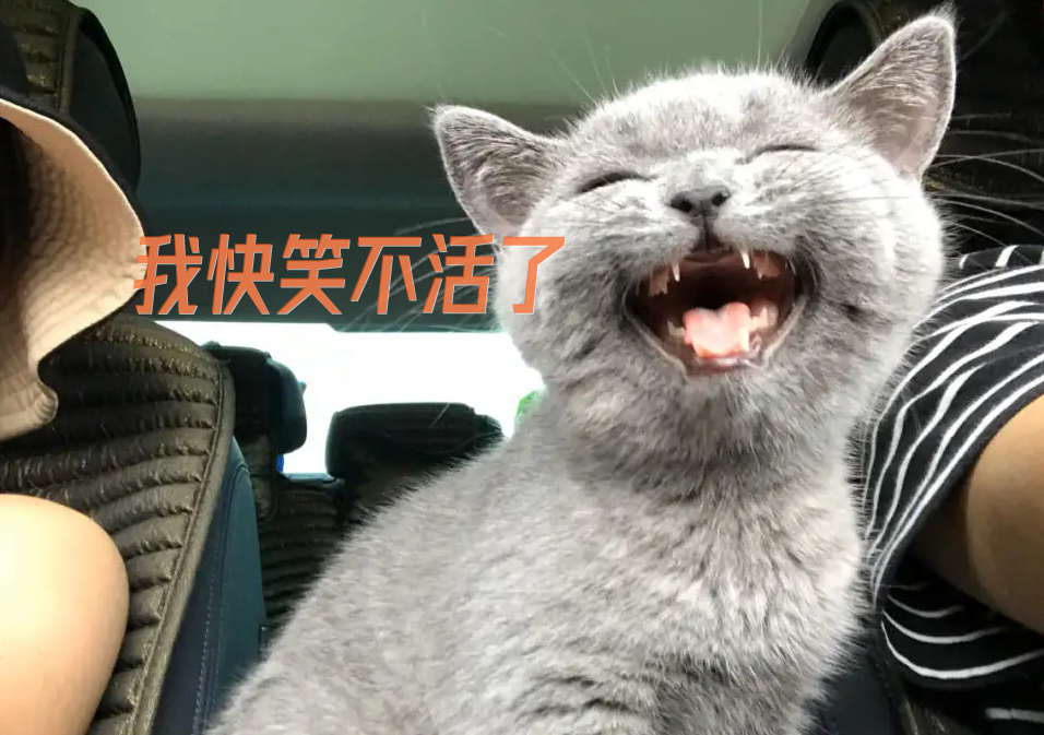 大笑的喵星人，快笑不活了