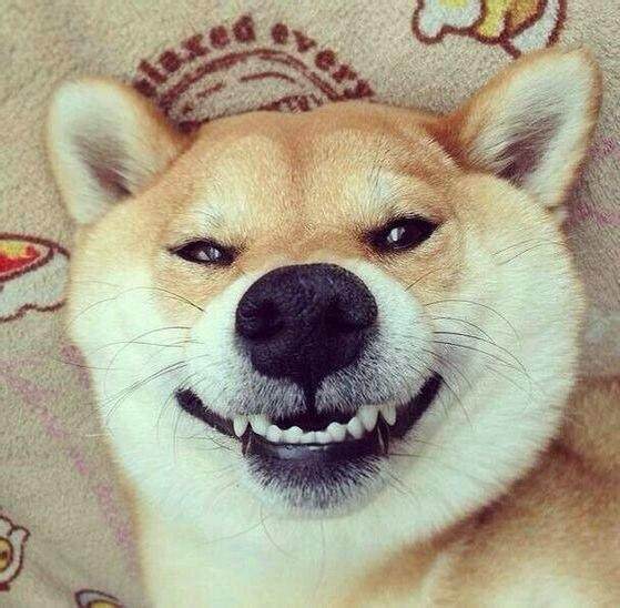 露出笑容的小柴犬