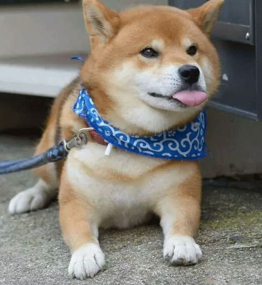 爬在地上吐舌头的柴犬