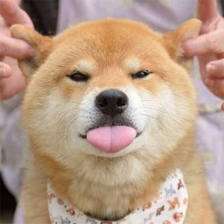 抬头伸出舌头的可爱柴犬