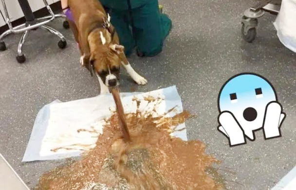 狂吐狂泻的狗狗