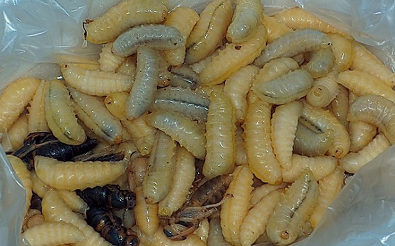 可怕的虫子，可以做一道美味的菜