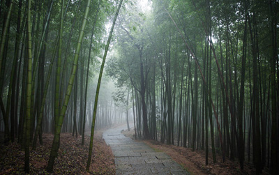 儿时记忆中的山村竹林