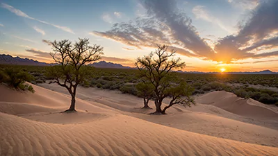 有效的沙漠治理，让荒地也能变绿洲