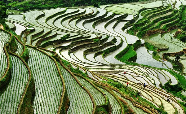 难得一见的梯田风景