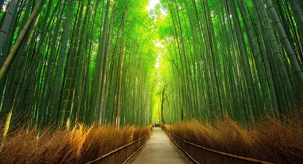 绿意漫道，京都岚山竹林风景