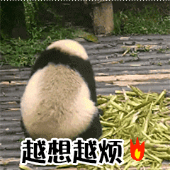越想越烦，发脾气的大熊猫