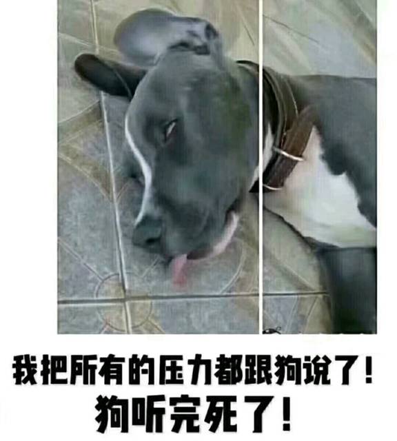 我把所有的压力跟狗说了，狗听完就死了