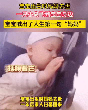 宝宝出生时妈妈去世，一只小鸟飞到他身边，宝宝喊了一句妈妈