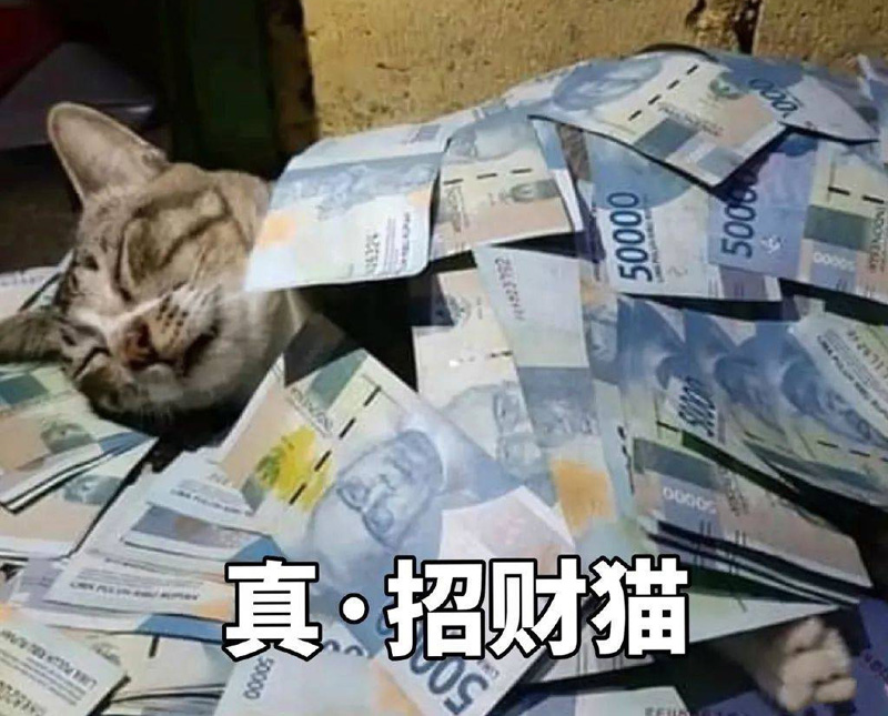 家里真的养了一只招财猫