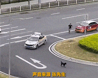 路考遇到一只狗狗过马路，幸亏教练及时下车赶走，不然考不过太倒霉了