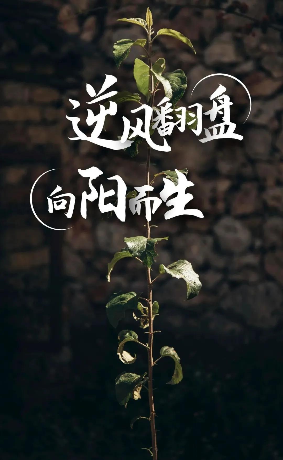 逆风翻盘，向阳而生