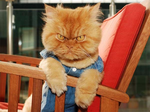 这只猫咪好像有点不高兴