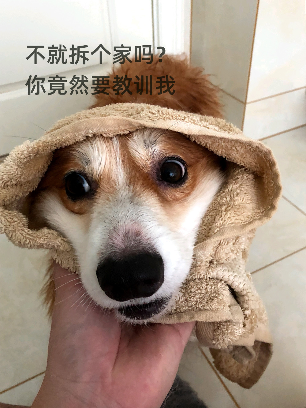 我不就拆个家吗？你竟然要教训我