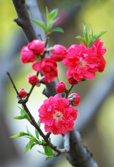 非常漂亮的红梅花