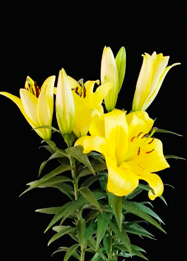 香味扑鼻的香水百合花