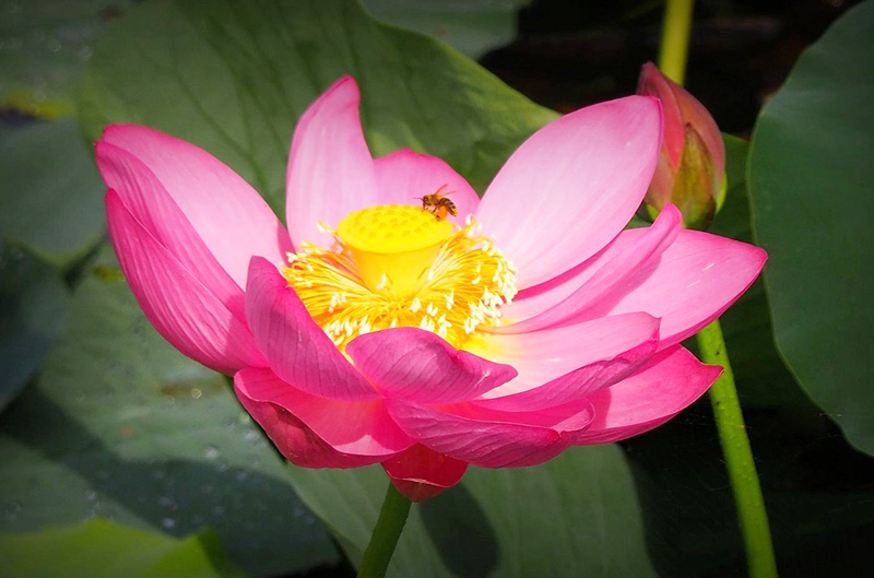 美丽的鲜花引来了一只蜜蜂