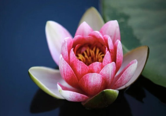 盛开的花朵如艺术品，令人叹为观止