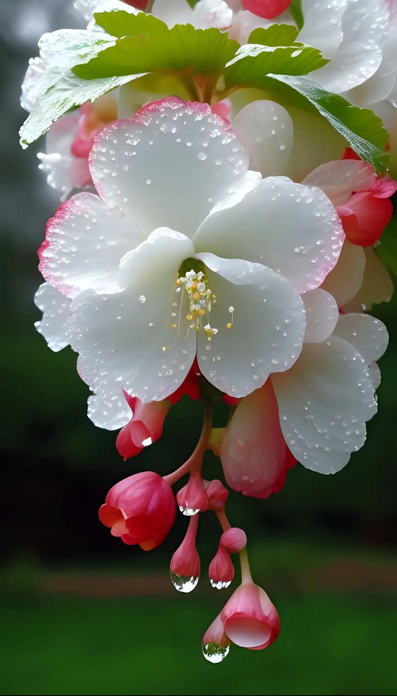 雨后娇艳欲滴的小白花