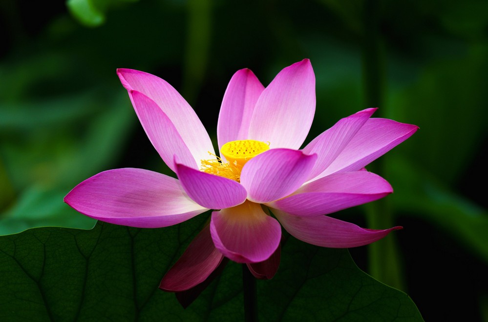 夜拍长相精致的荷花，格外美丽