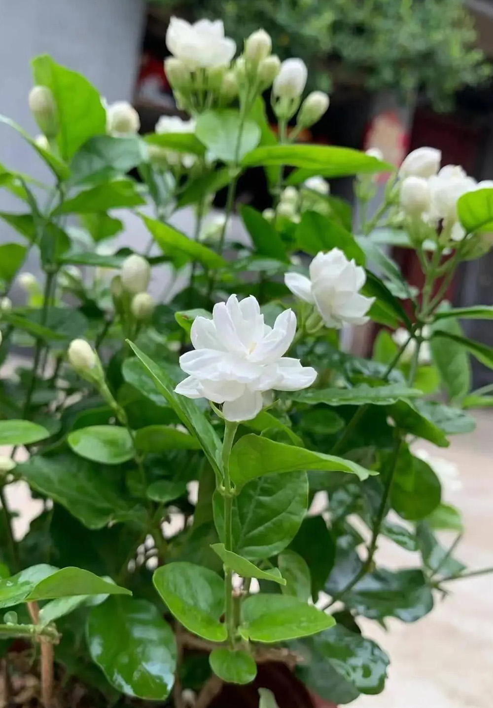香飘满院的茉莉花，芬芳美丽人人夸