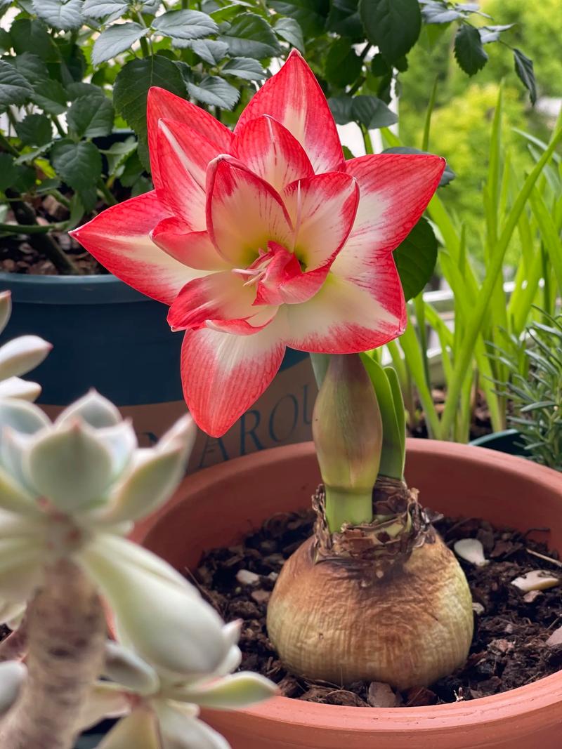 盛开的朱顶红，让人十分喜爱