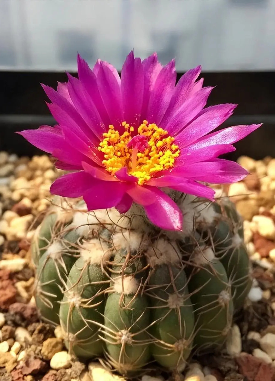 仙人球开花了，好美好壮观