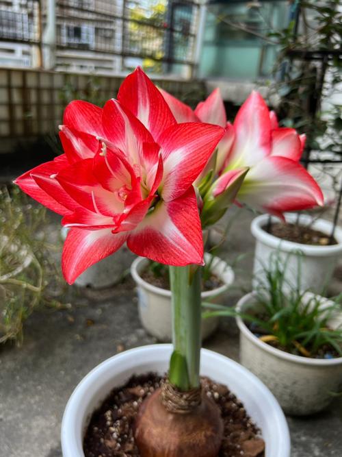 象征着热情和活力的朱顶红，开得太美丽了