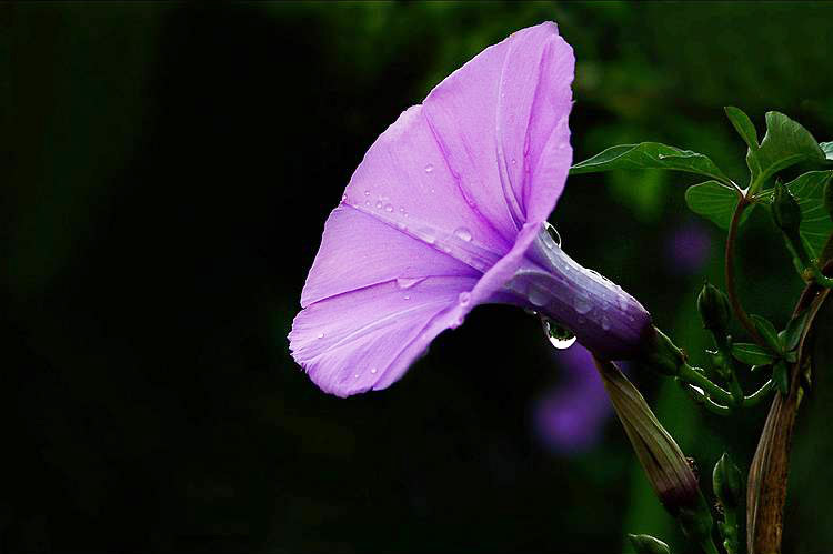 长得很有特色的紫色牵牛花，真的像喇叭一样