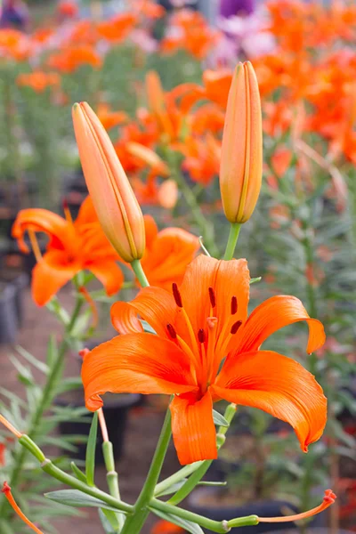 超级好看的橙色百合花，长得很鲜艳