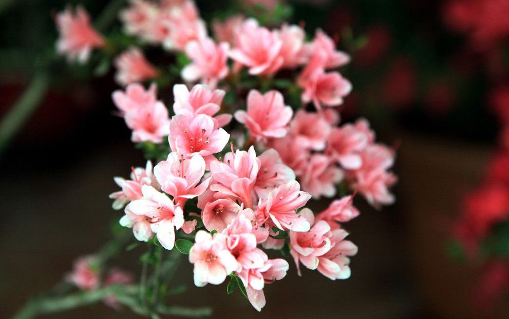 非常漂亮的杜鹃花