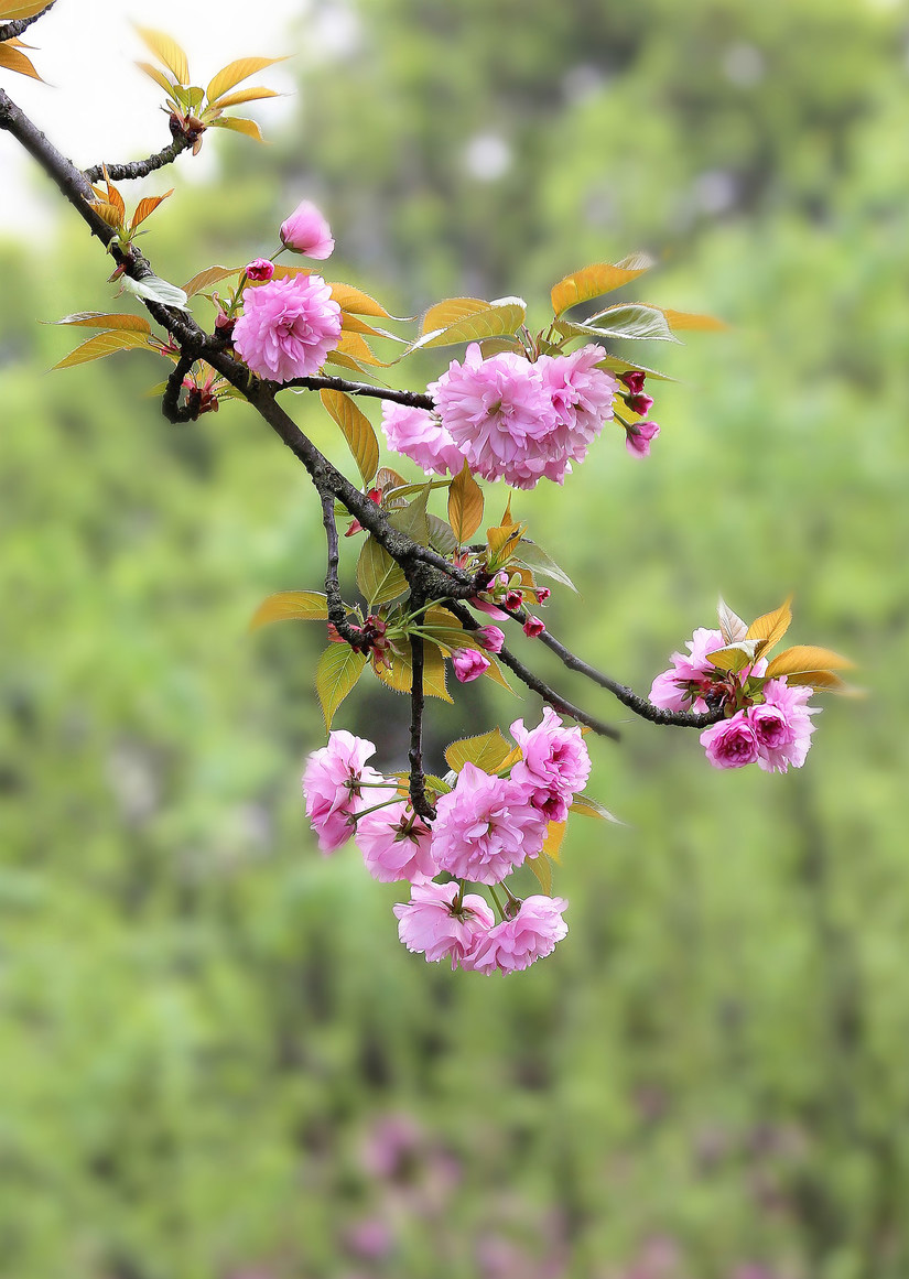 粉红色的美丽小花，真的好看