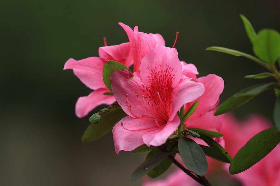 美丽的杜鹃花，中国十大名花之一