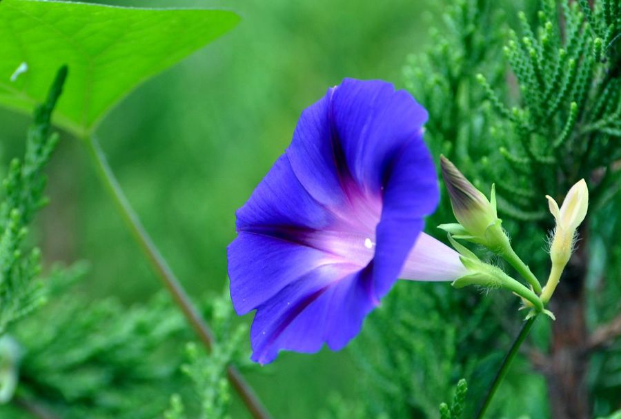 造型独特的喇叭花，又名牵牛花