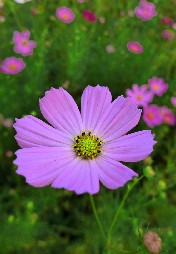 象征美好和希望的格桑花摄影美图