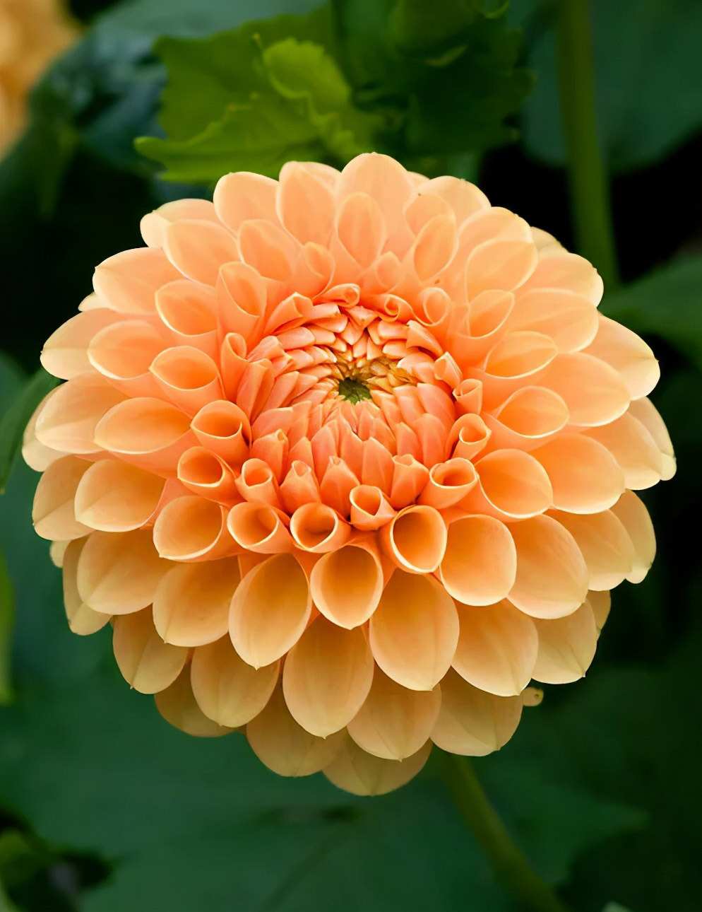 不必惊艳岁月，只愿能盛开成自己喜欢的模样