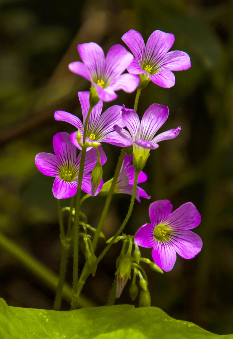 向阳而开花，是三叶草的小确幸
